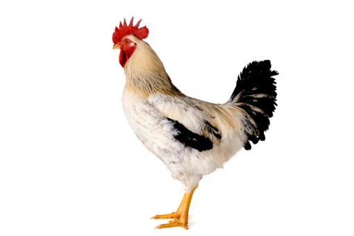 Immagine di GALLO PER OVAIOLE