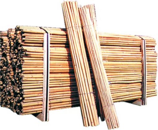 Immagine di CANNA BAMBOO CM.300-30/35