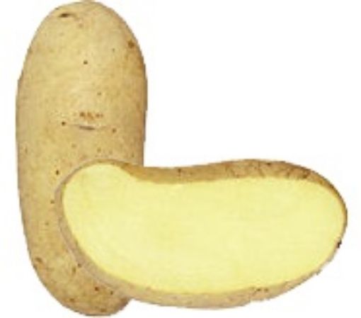 Immagine di PATATE SPUNTA da SEME 35-45 sacco 25kg Olanda